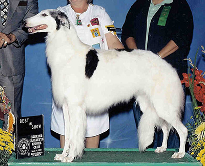 Top Conformation Borzoi 2004